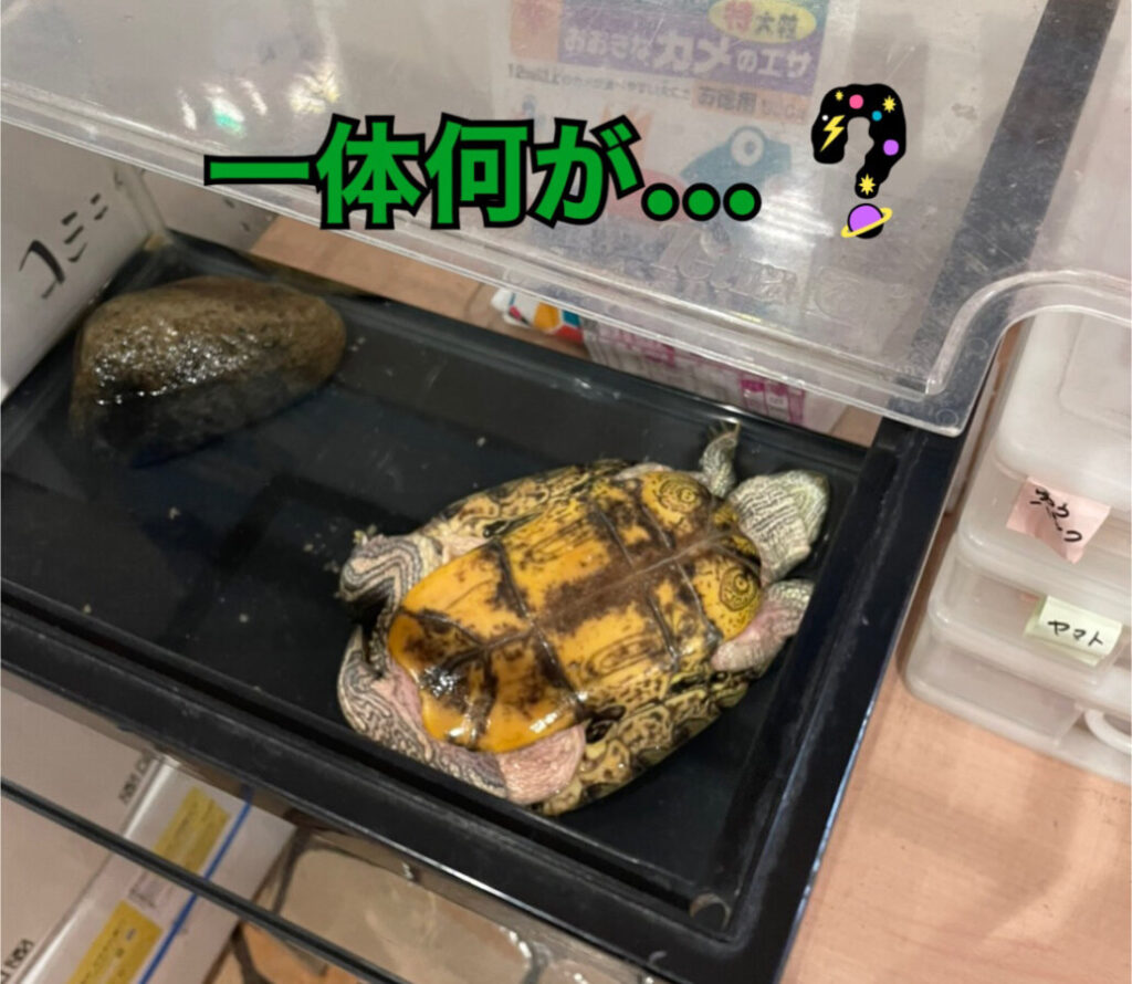 青森本店ブログ