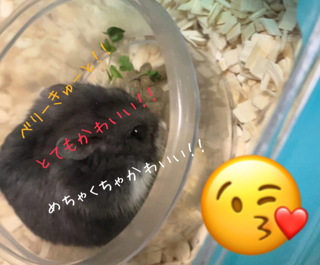十和田店ブログ