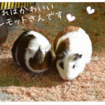 十和田